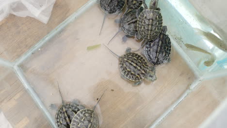 a baby turtle inside the transparent glass is ready to sell in the shop - close up shot