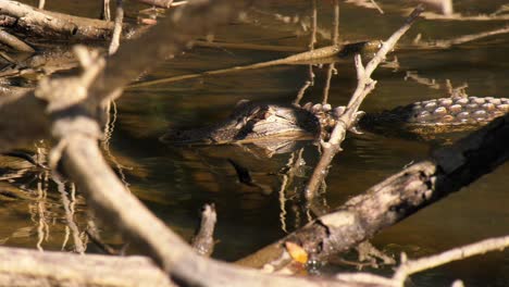 alligator laying still in sunny spot behind branches