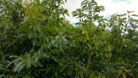 Exuberante-Y-Próspero-árbol-De-Aguacate-Lleno-De-Muchos-Racimos-De-Deliciosas-Frutas-Verdes