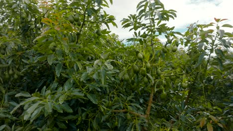 lush thriving avocado tree full of many bunch of delectable green fruit
