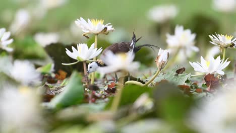 Fasanenschwanz-Jacana-Tritt-In-Den-Rahmen-Ein