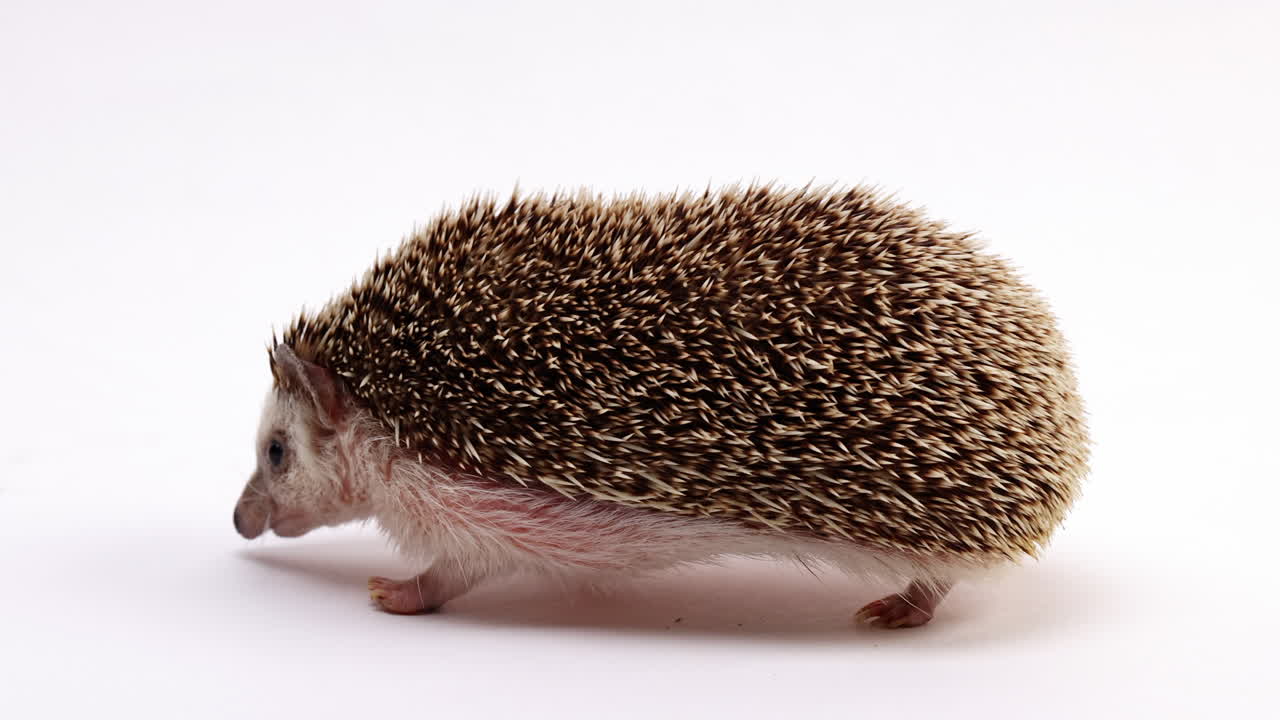 Igel schnüffelt umher, freigestellt auf weißem Hintergrund – Nahaufnahme