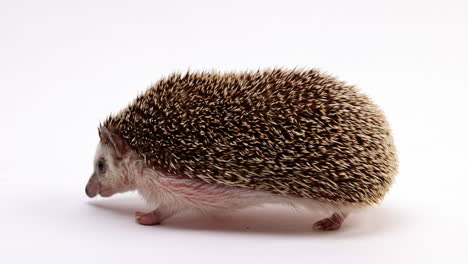 hedgehog walking around sniffing isolated on white background - close up