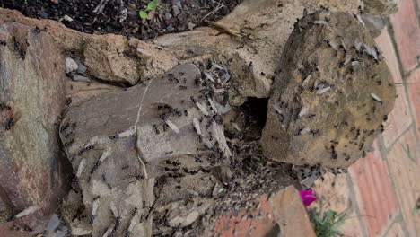 giant-black-carpenter-ants-flying-out-to-form-new-colony-just-before-the-rain-season