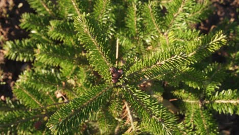 view of a new and beautiful christmas tree from above