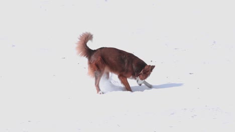 fox looking border collie dog digging and having fun in the snow