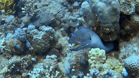 underwater shot of a moray eel peeking out of a coral reef .