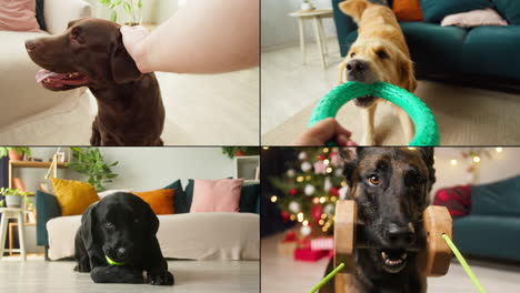 dogs playing and interacting with toys