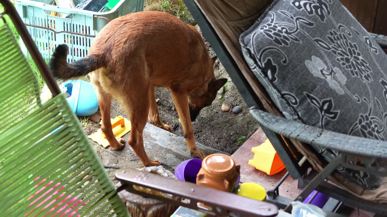 장난스러운 벨기에 셰이퍼드 (canis lupus familiaris) 가 정원 가구와 장난감으로 둘러싸인 뒷마당에서 열정적으로 파고들고 있습니다.