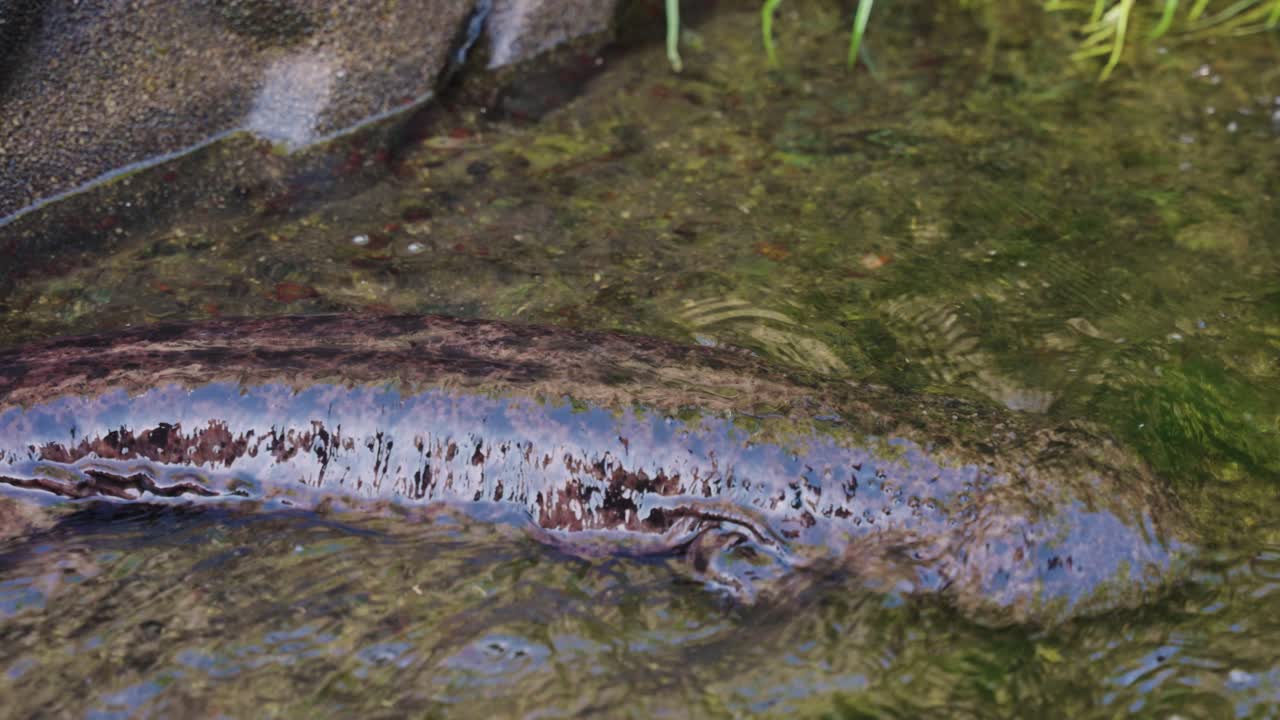 salamandra gigante japonesa andrias japonicus caminando lentamente por el río