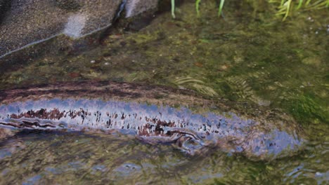 japanese giant salamander andrias japonicus walking slowly through river