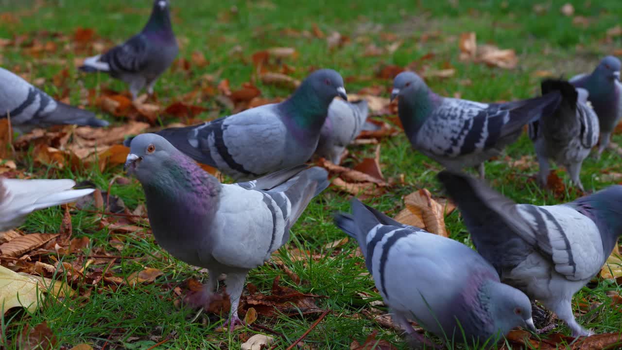 palomas reunidas, comiendo semillas en hierba verde a través de hojas secas en otoño