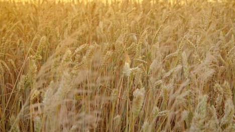 ears of wheat at dawn