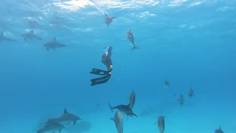 buzo snorkeling con delfines pod submarino azul azul