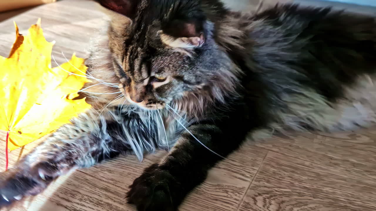 Cat playing with leaf on wooden floor in Jelgava, Latvia, playful mood