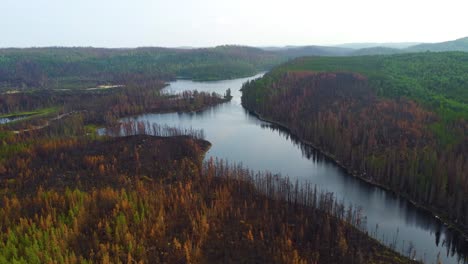 Aerial-View-Of-Burnt-Forest-Trees-After-Wildfire-Near-Lebel-sur-Quévillon-In-Quebec,-Canada