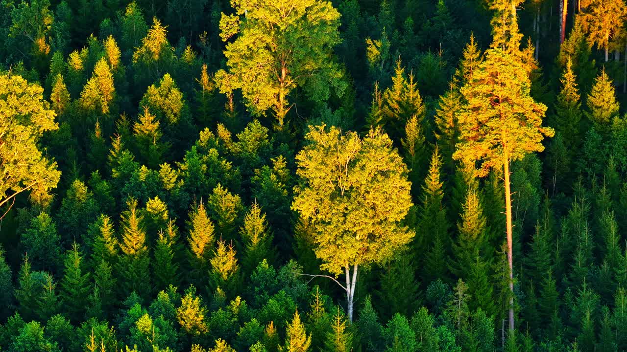 Aspen tree golden-yellow foliage among the darker green conifer forest nature mixed leaf