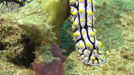 Nudibranquio-Verrugoso-Llamado-Phyllidia-Varicosa-Se-Mueve-Lentamente-Sobre-Una-Estructura-De-Coral-Y-Desciende-Al-Fondo-Marino-Arenoso