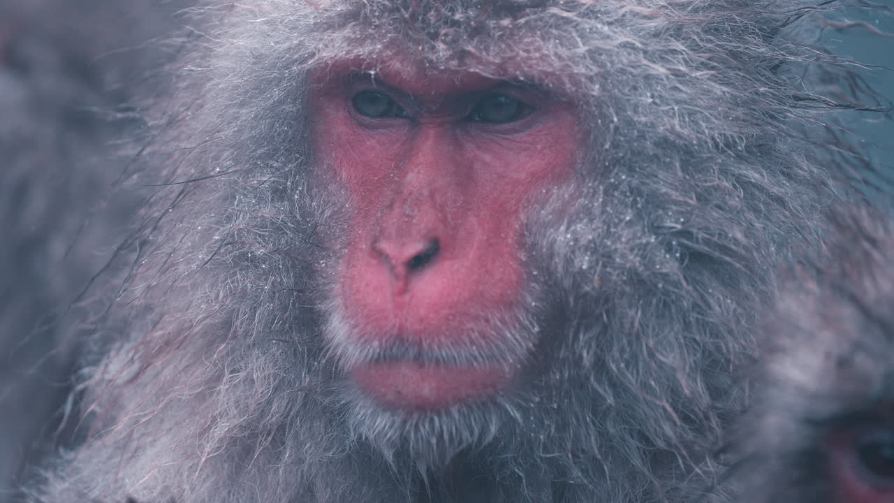 снежная обезьяна открывает и закрывает глаза в горячем источнике в парке снежных обезьян, дзигокудани яэн коэн, япония - крупный план в замедленной съемке