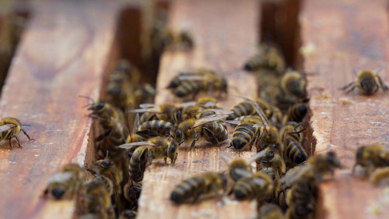 Close-up van honingbijen die over houten bijenraampjes kruipen tijdens actief koloniegedrag in een traditionele Roemeense bijenstal.