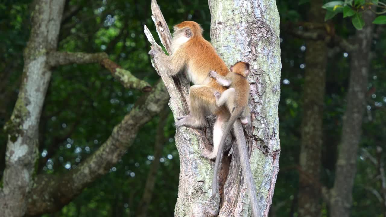 un macaco de cola larga madre subiendo a un tronco de árbol en un denso bosque, con un mono bebé aferrado firmemente a su espalda, disparo de cerca