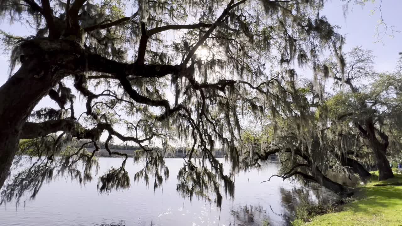 사우스캐롤라이나 주 찰스턴 sc의 애슐리 강을 따라 살아있는 참나무