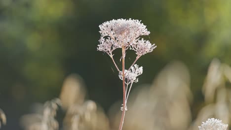 delicate hoarfrost on the fragile dry weed