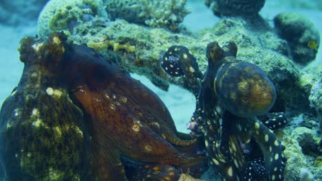 rare footage of octopuses mating in the red sea, eilat! these intelligent cephalopods display fascinating behaviors during reproduction. a unique glimpse into marine life.