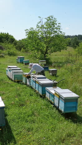 Apiary among green nature. Wooden beehives on grass. Beekeeper looking after bees on the apiary in summer. Bees flying over the hives. Vertical video