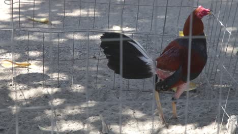 pelea de pollos 00