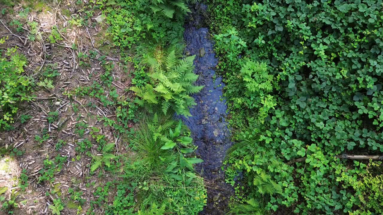 una vista de un arroyo forestal con la cámara moviéndose hacia arriba