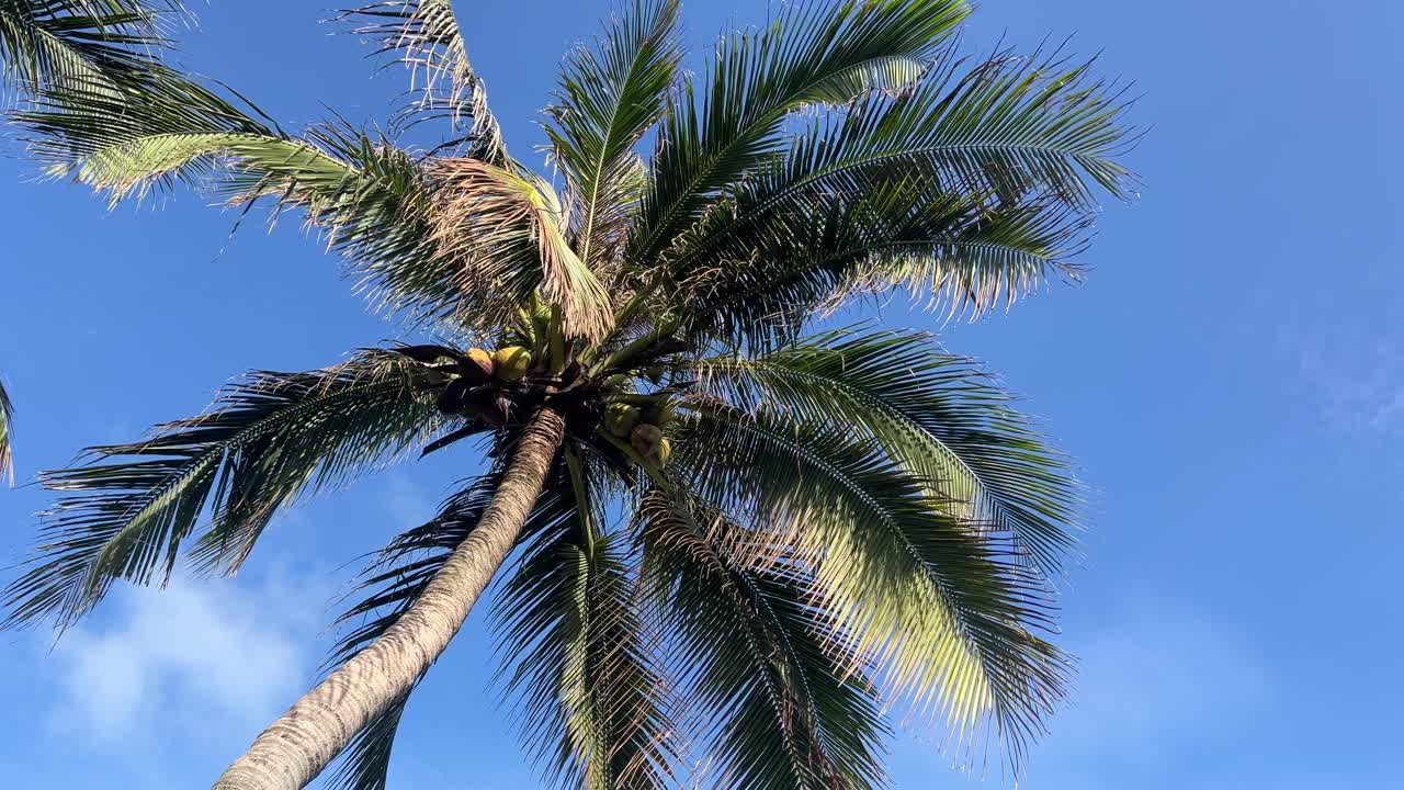Looking up at palm tree against blue sky, handheld shot