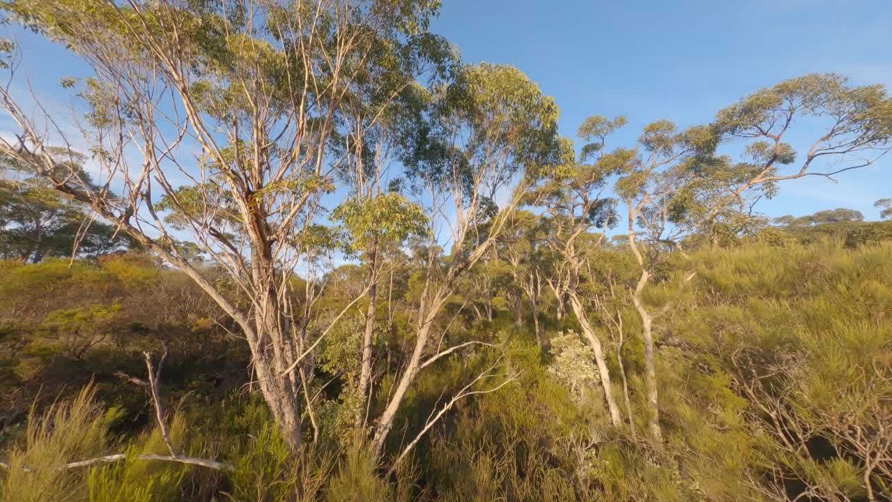 Early Morning Sunlight - Forest Hill Cine Flight