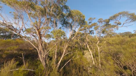 early morning sunlight - forest hill cine flight