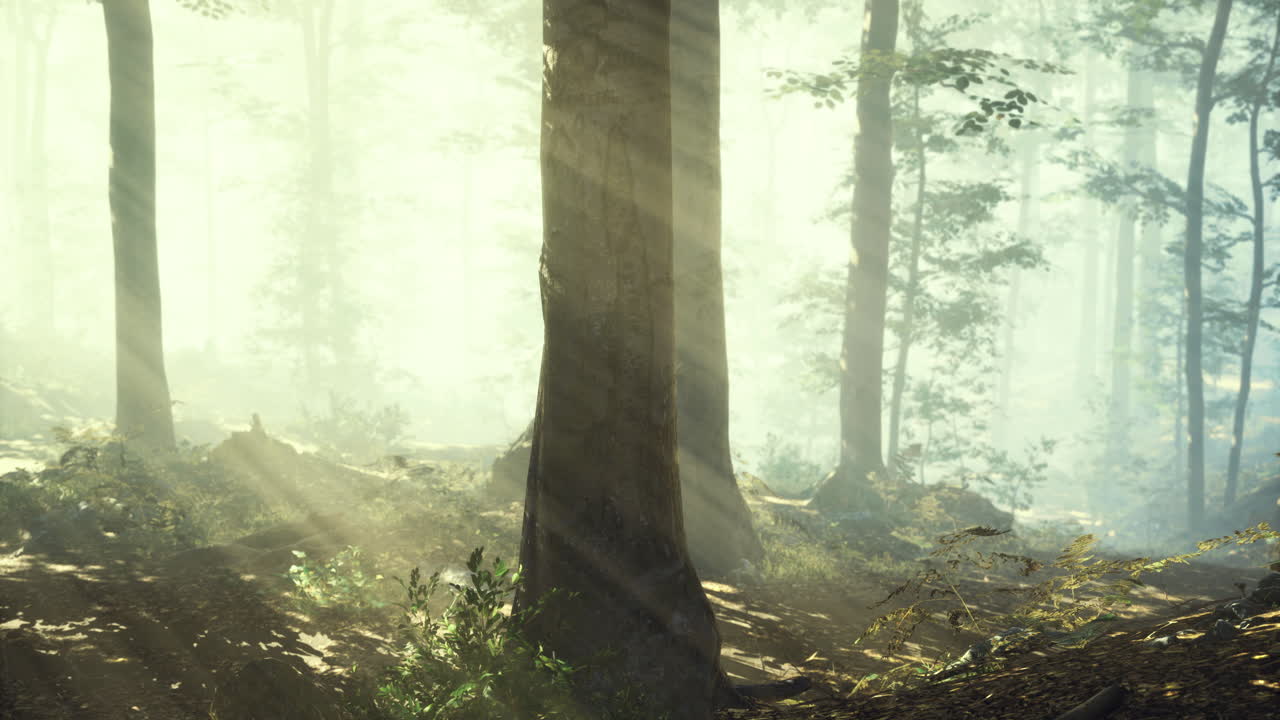 아침 일찍 나무 를 통해 빛 을 필터링 하는 안개 숲