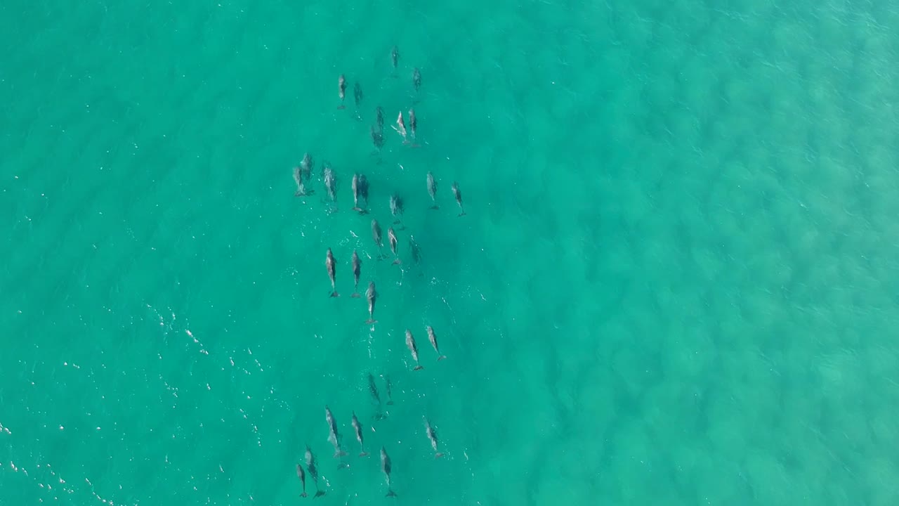바다와 파도에서 수영하는 큰 돌고래 무리