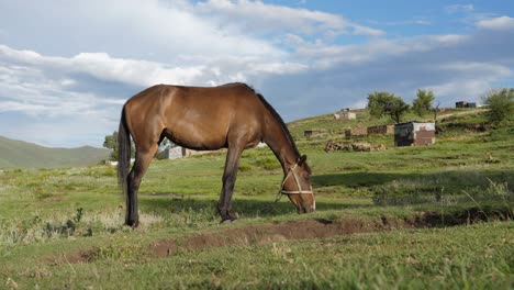 Caballo-De-Bahía-Adulto-Sano-Come-Hierba-En-El-Campo,-Semonkong-Lesotho-áfrica