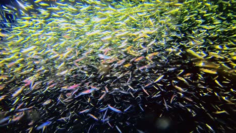 Hundreds-of-little-fish-in-the-underwater-world
