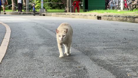 beautiful stray cat walking towards the camera