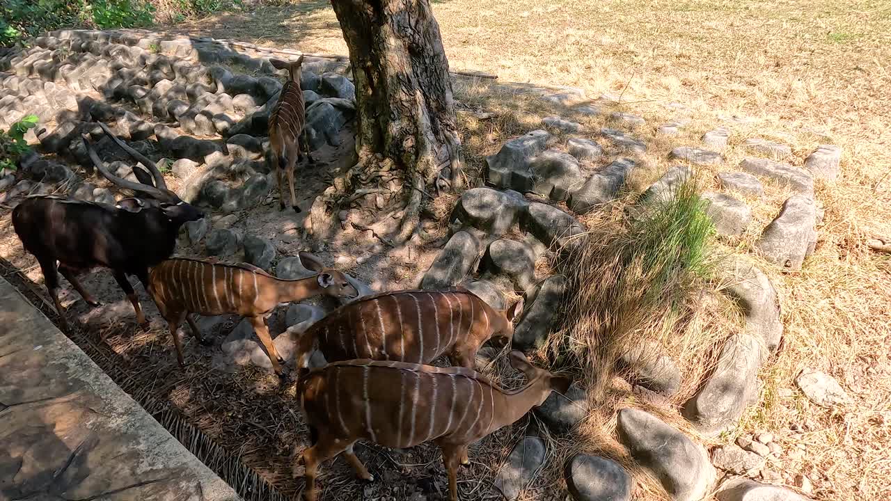 nyalas alimentándose bajo un árbol en el zoológico de chonburi