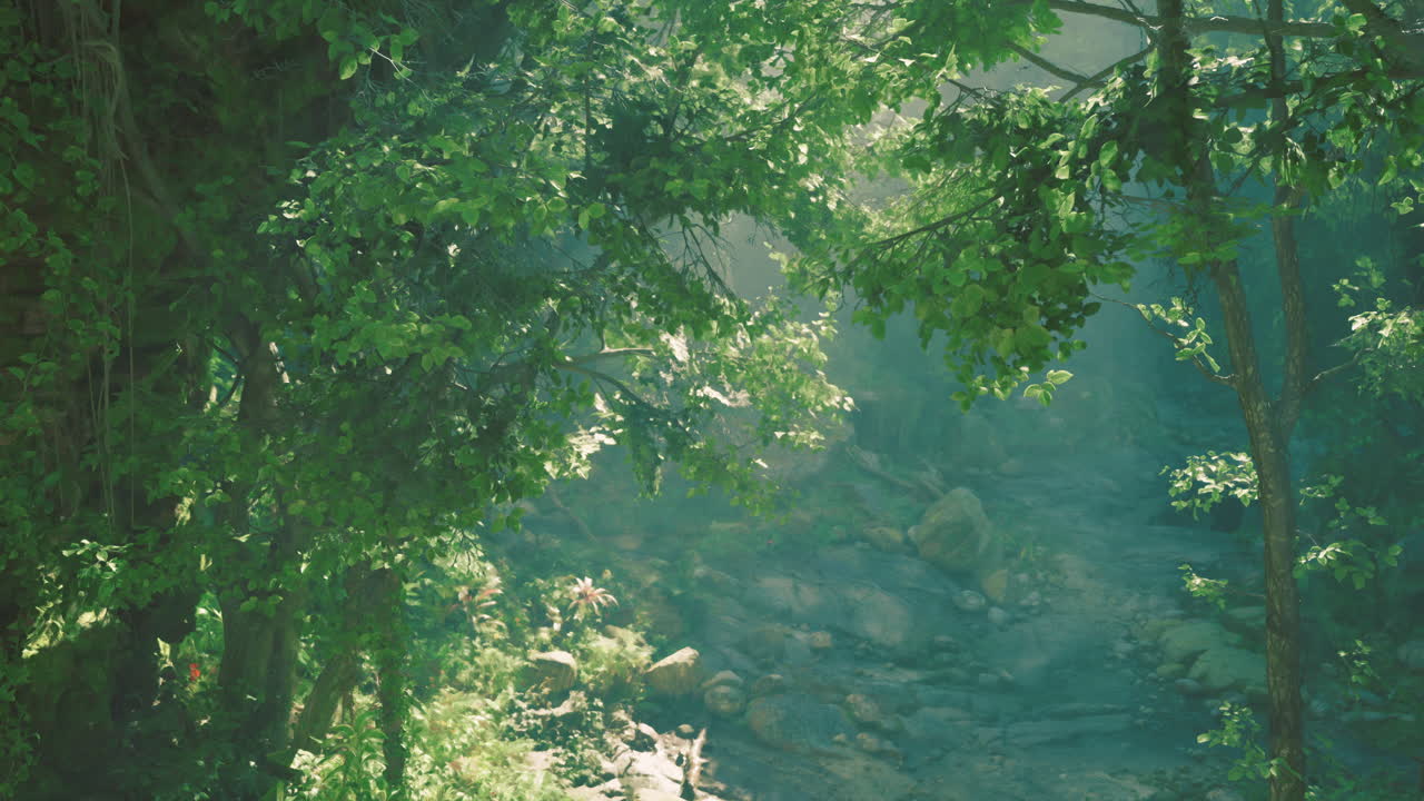 Lush green forest with sunlight filtering through the branches in the morning