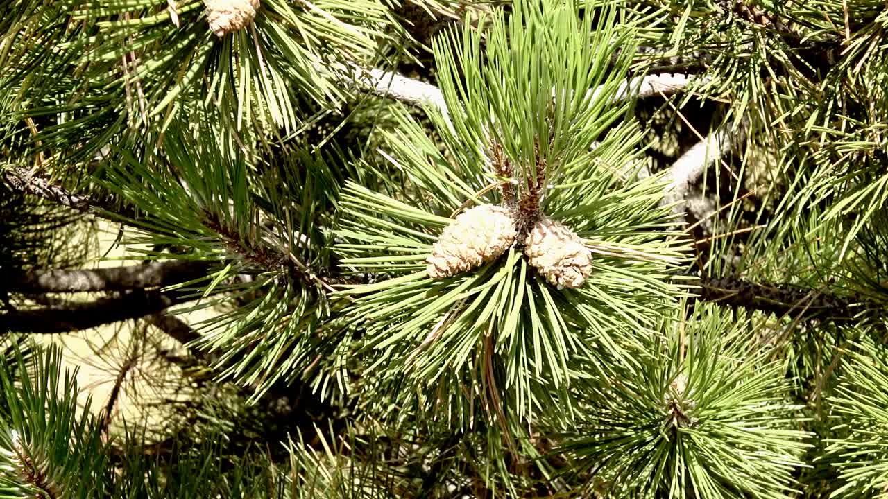 Closing in to a pine tree, with pine-cones on it, gently swinging in a mild wind