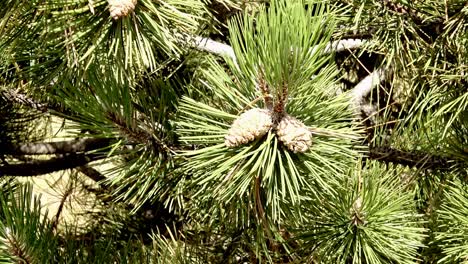 acercándose a un pino, con piñas en él, balanceándose suavemente en un viento suave