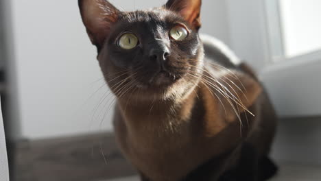 portrait of adorable cute domestic pet. close up view of young dark cute kitty.