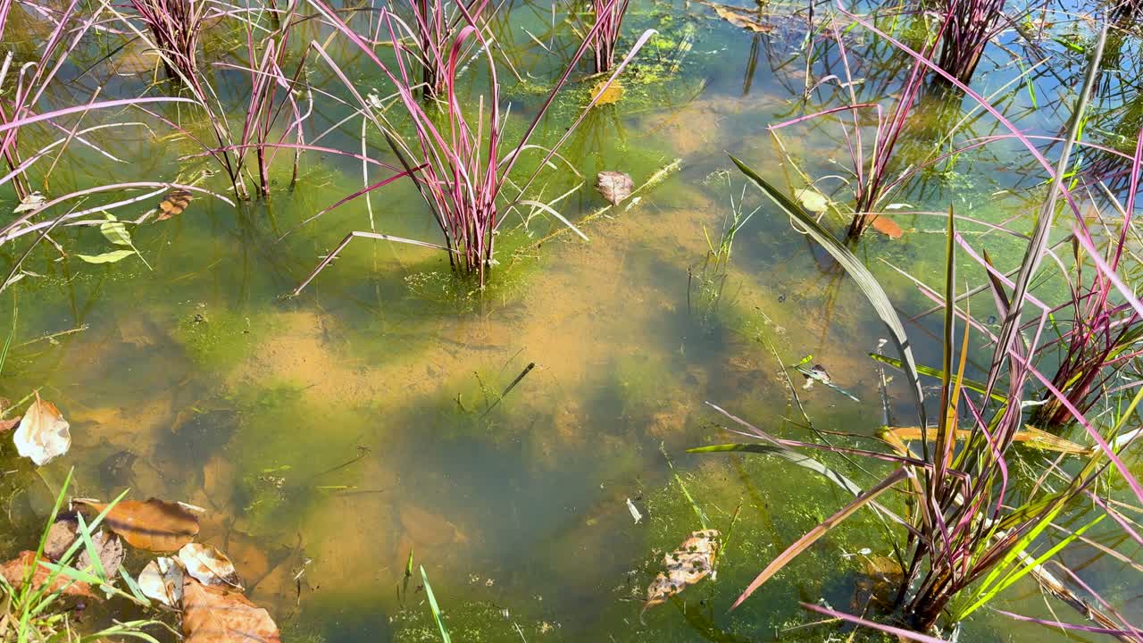 조용 한 물 환경 에서 울창 한  식물 들