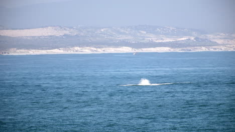 Wal-Schlägt-Mit-Seiner-Schwanzflosse-Gegen-Die-Blaue-Meeresoberfläche,-Walbeobachtung