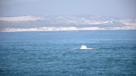 Ballena-Golpeando-Su-Cola-Contra-La-Superficie-Azul-Del-Océano,-Avistamiento-De-Ballenas