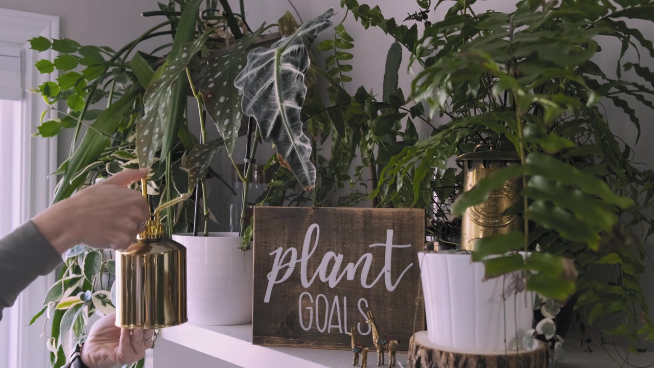 Mujer regando su decoración de plantas de interior única y hermosa