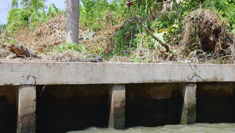 un lagarto monitor se mueve a lo largo de la orilla de un canal en bangkok, tailandia, en medio de la vegetación exuberante y las estructuras de hormigón