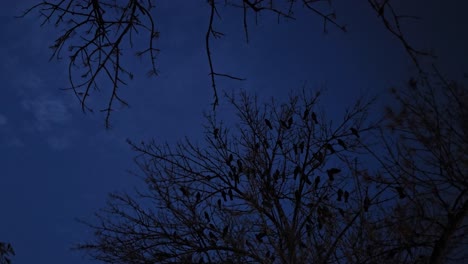 black crows soar over eerie skies, perched on tree branches, setting the scene for a chilling thriller movie